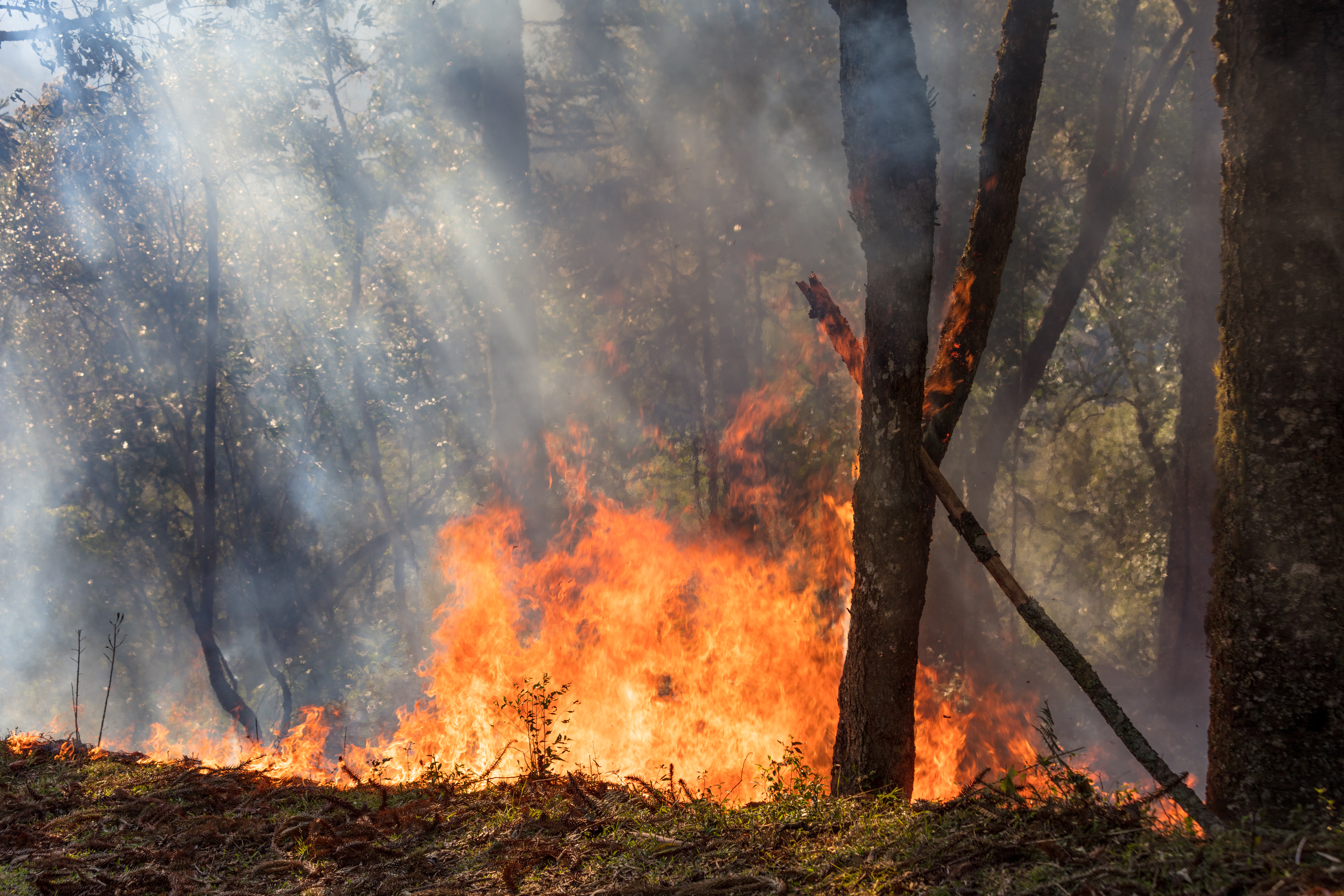 Brand in Limburgs natuurgebied De Rosmolen 