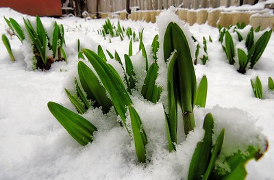 Eenvoudige manieren om je grond in de winter voor te bereiden op de lente