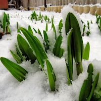 Eenvoudige manieren om je grond in de winter voor te bereiden op de lente