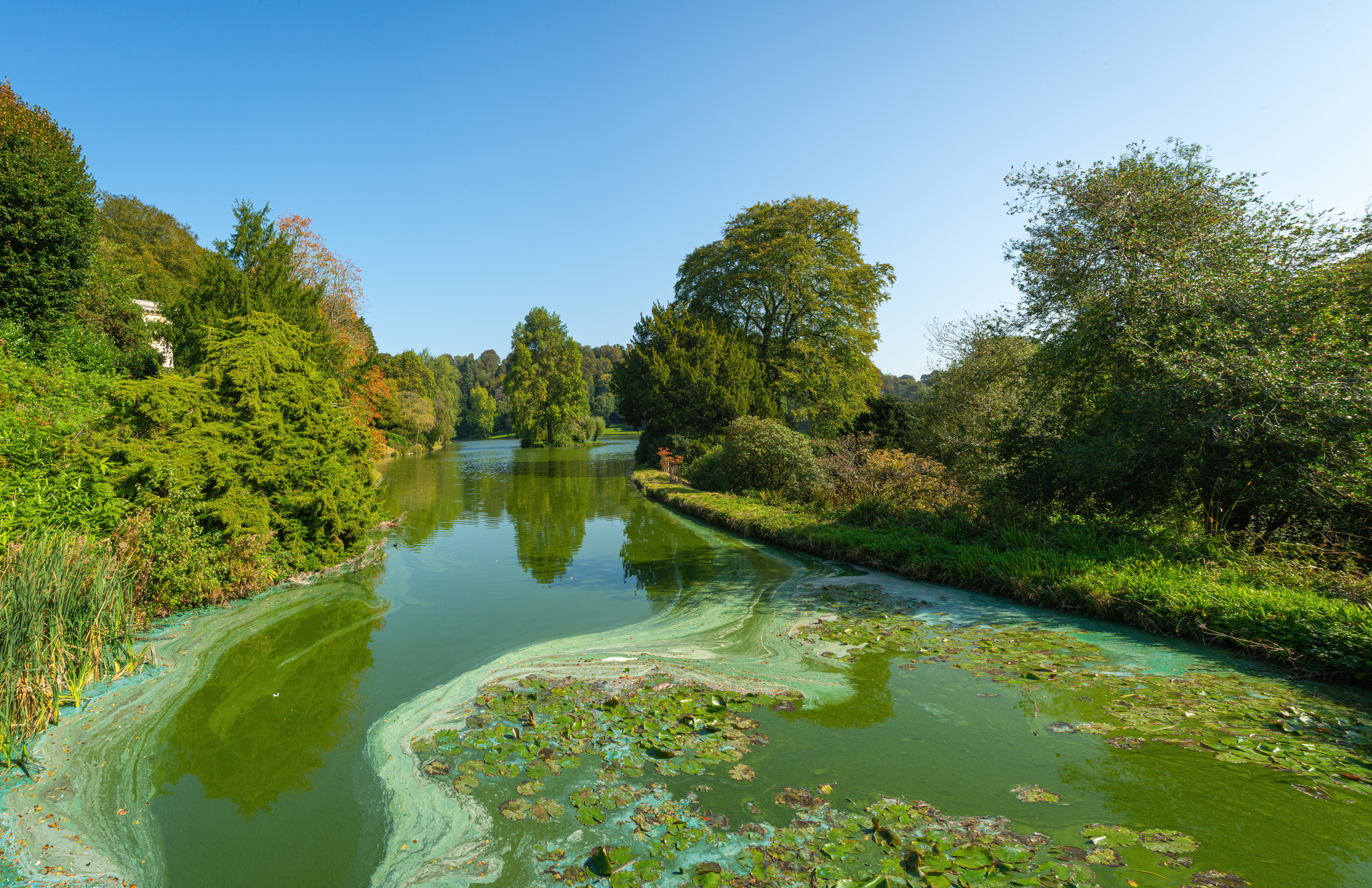 Blauwalg in een sloot op een zonnige dag. Foto: Adobe Stock/Stefan K