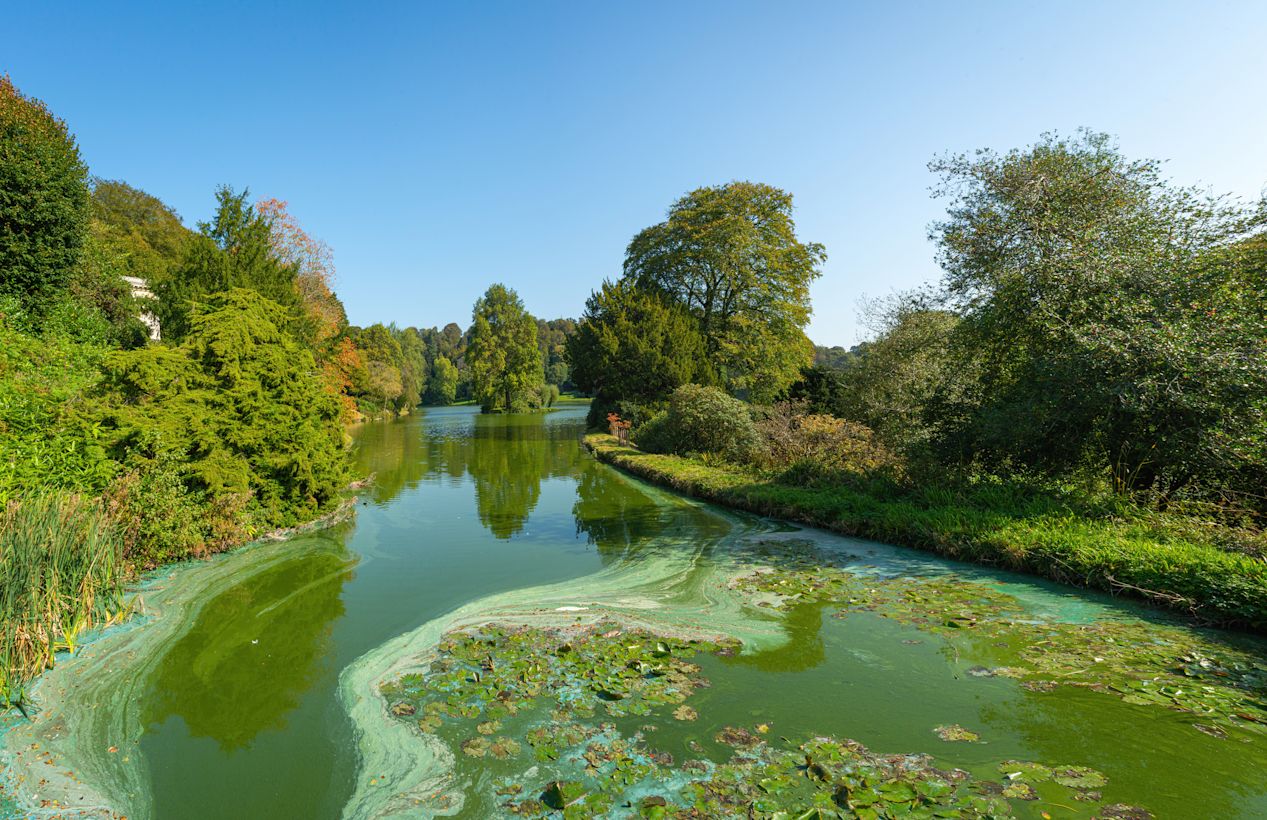 Blauwalg in een sloot op een zonnige dag. Foto: Adobe Stock/Stefan K