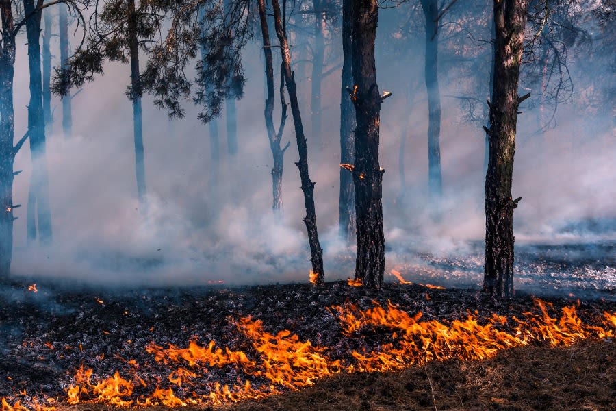 Grondvuur heeft lage vlammen en woedt dichtbij de grond of zelfs ondergronds. Foto: Adobe Stock / yelantsevv