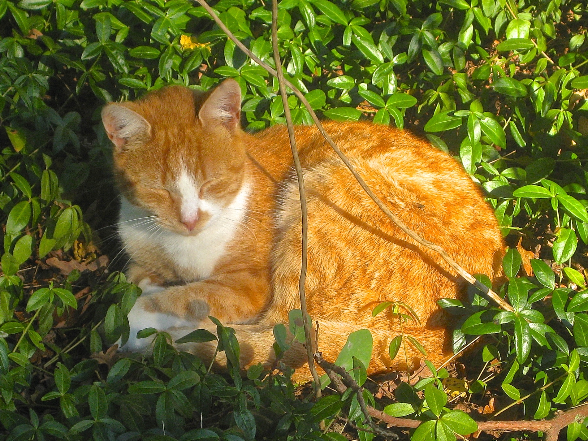 kat, poes, zon, herfst
