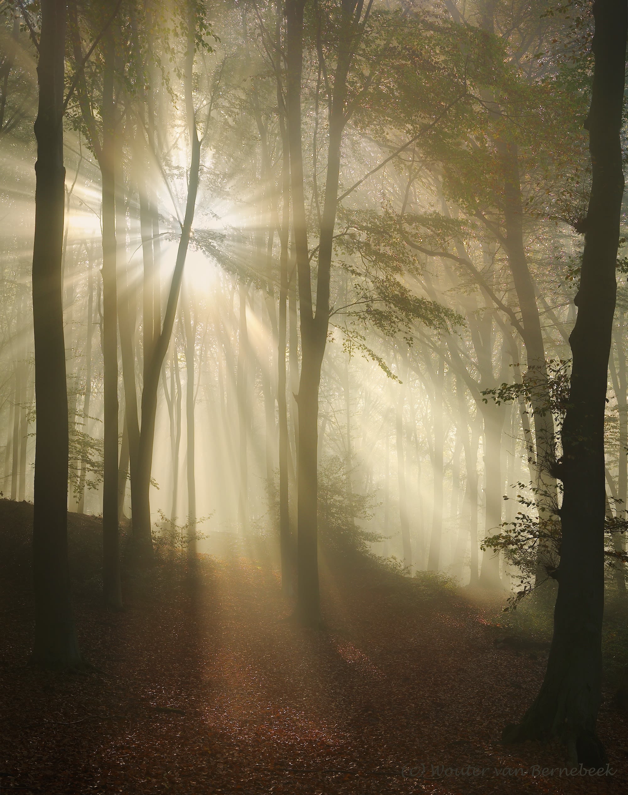 Rustige zonsopkomst herfst zonnestralen bos