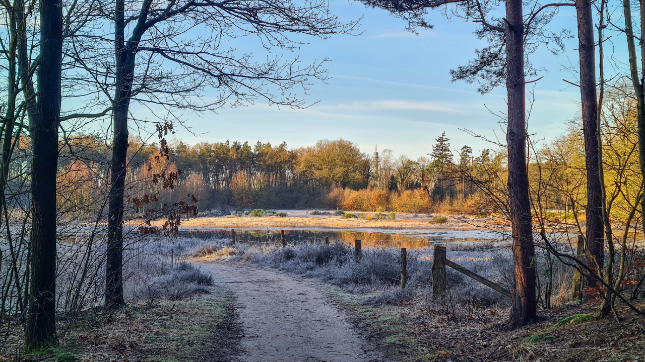 In de winter staan deze planten in bloei