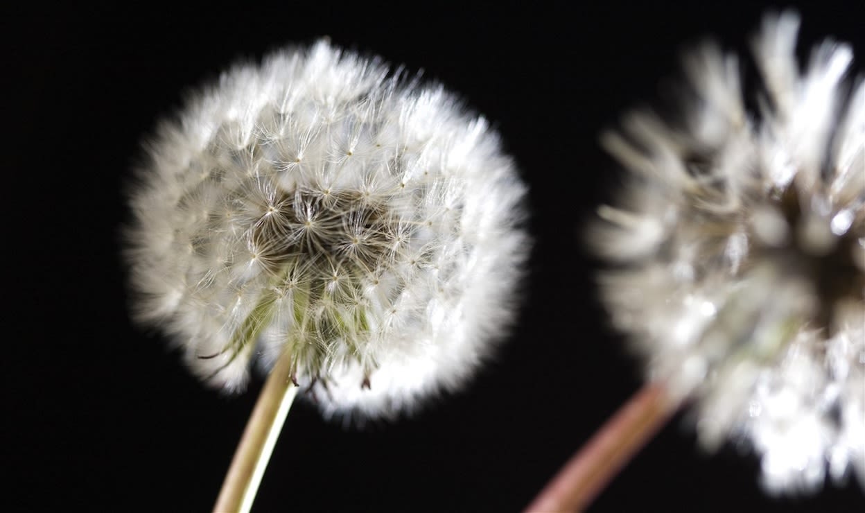 Een uitgebloeide paardenbloem met vruchtpluis. Foto: ANP / Lex van Lieshout.