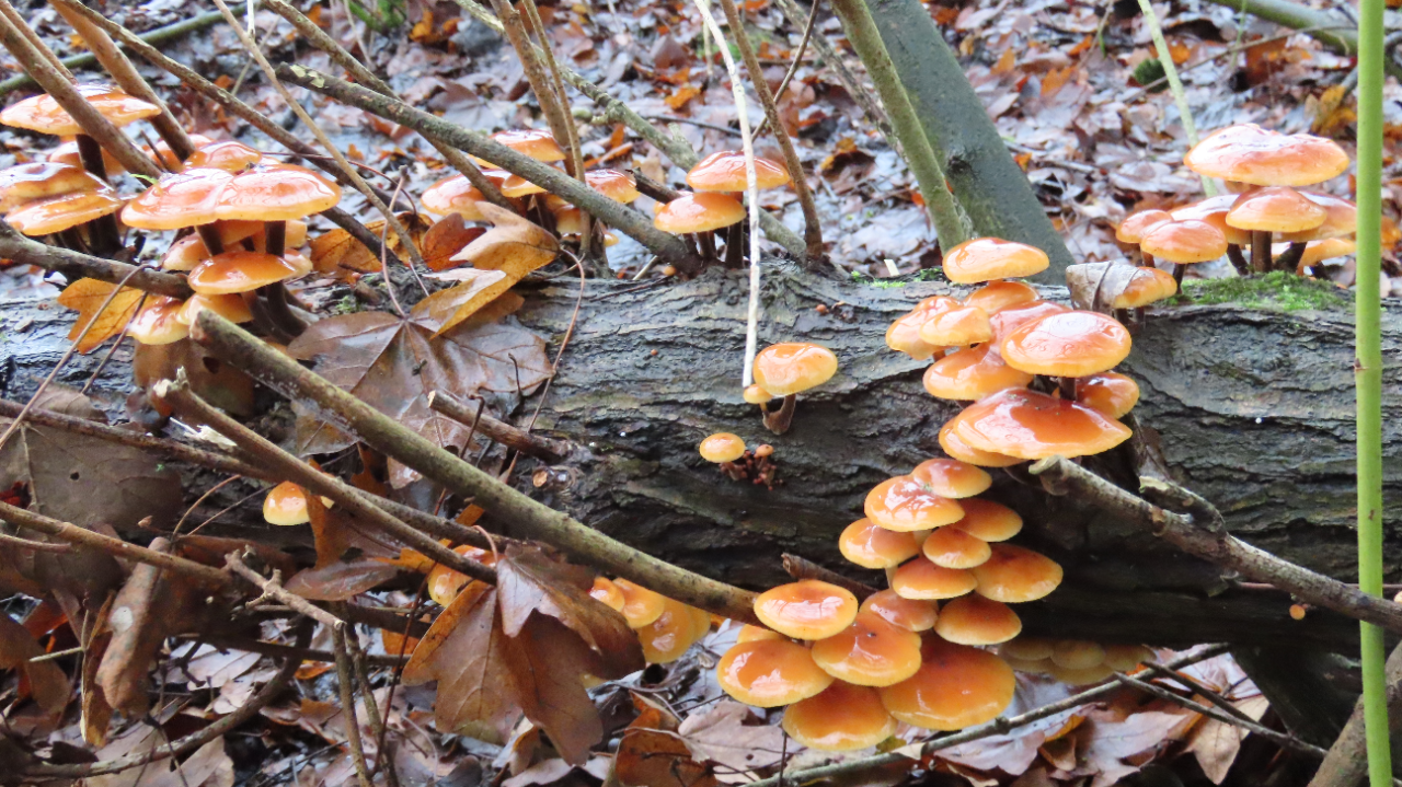 Op vochtig hout groeien paddenstoelen goed. Foto: Jan Horde