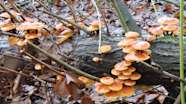 In De Herfst Zie Je Veel Paddenstoelen In De Herfst Zie Je Veel Paddenstoelen