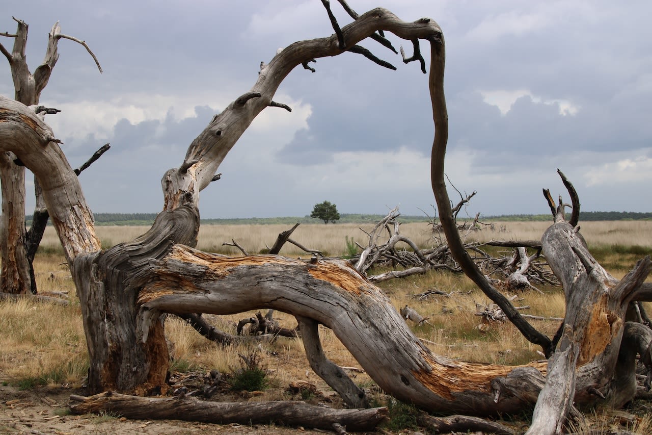 Prachtige natuur op de Hoge Veluwe. Foto: Paul Hardeman.