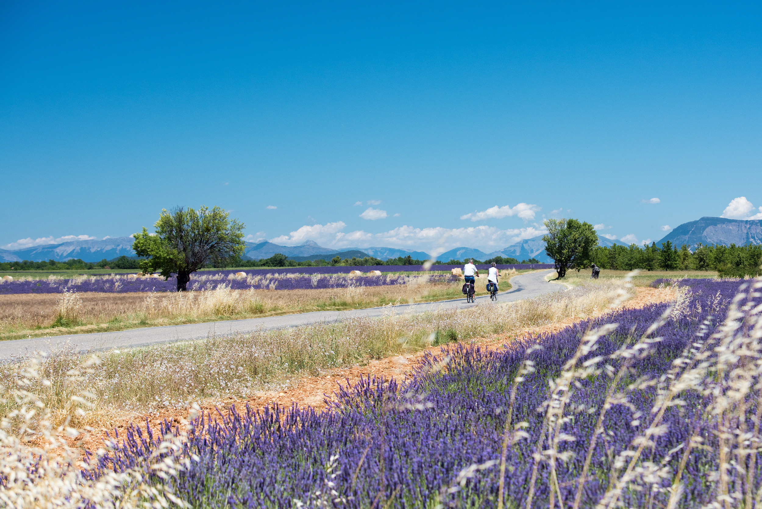 Provence - Zomervakantie - Vakantieweer - Frankrijk - Lavendel