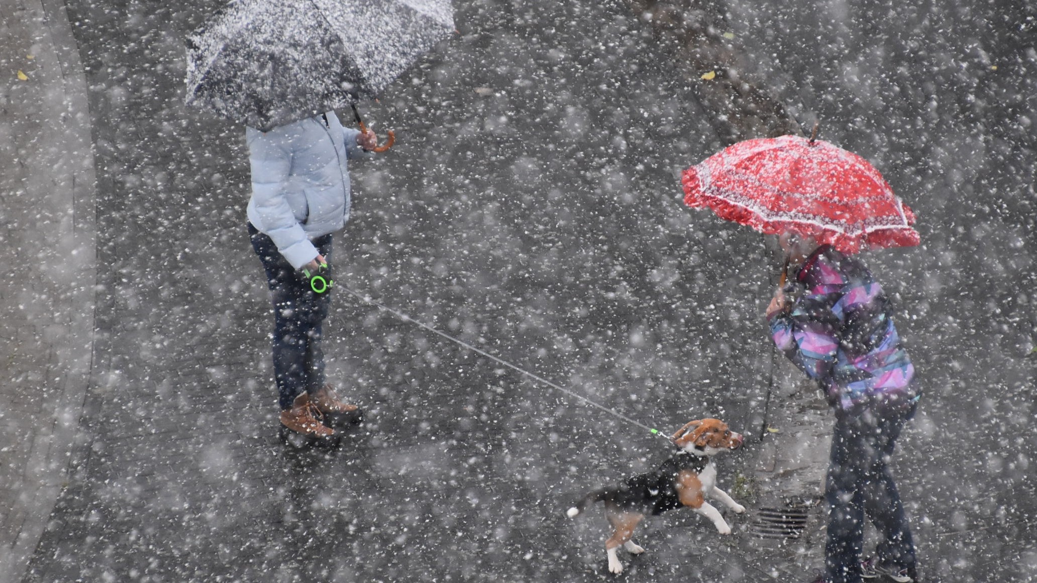 Wandelen met de hond met paraplu tijdens natte sneeuw. Foto: Anne-Marie van Iersel