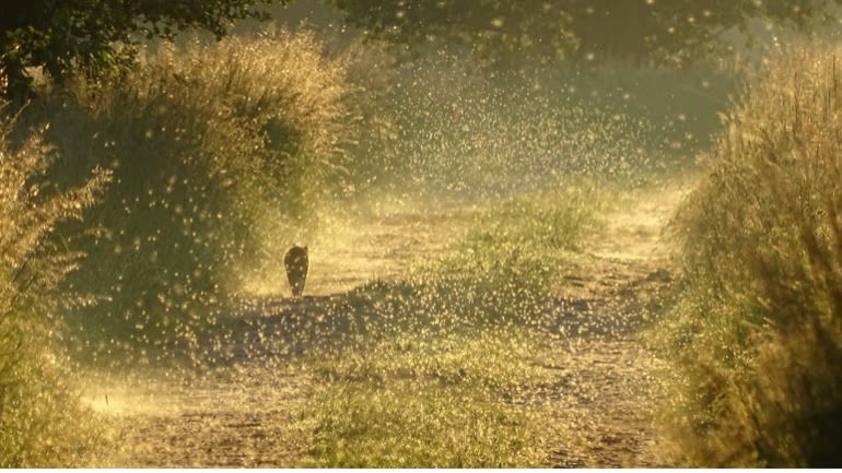 De meeste overlast door muggen kunnen we nu in de lente, zomer en nazomer verwachten. Foto: Martin Herms.