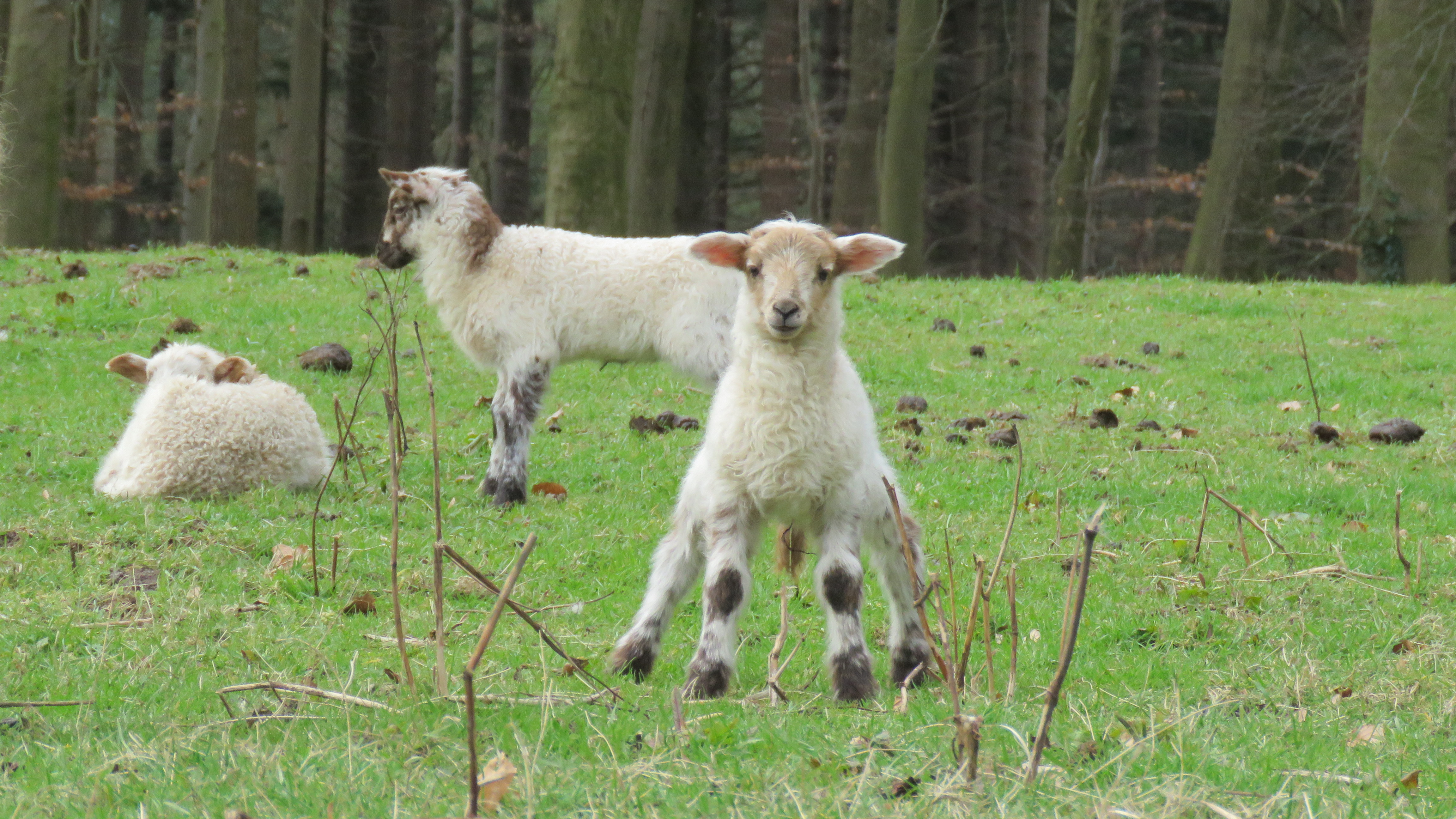 Steeds meer dieren en mensen verlangen naar voorjaar! Foto: Rob Beckers