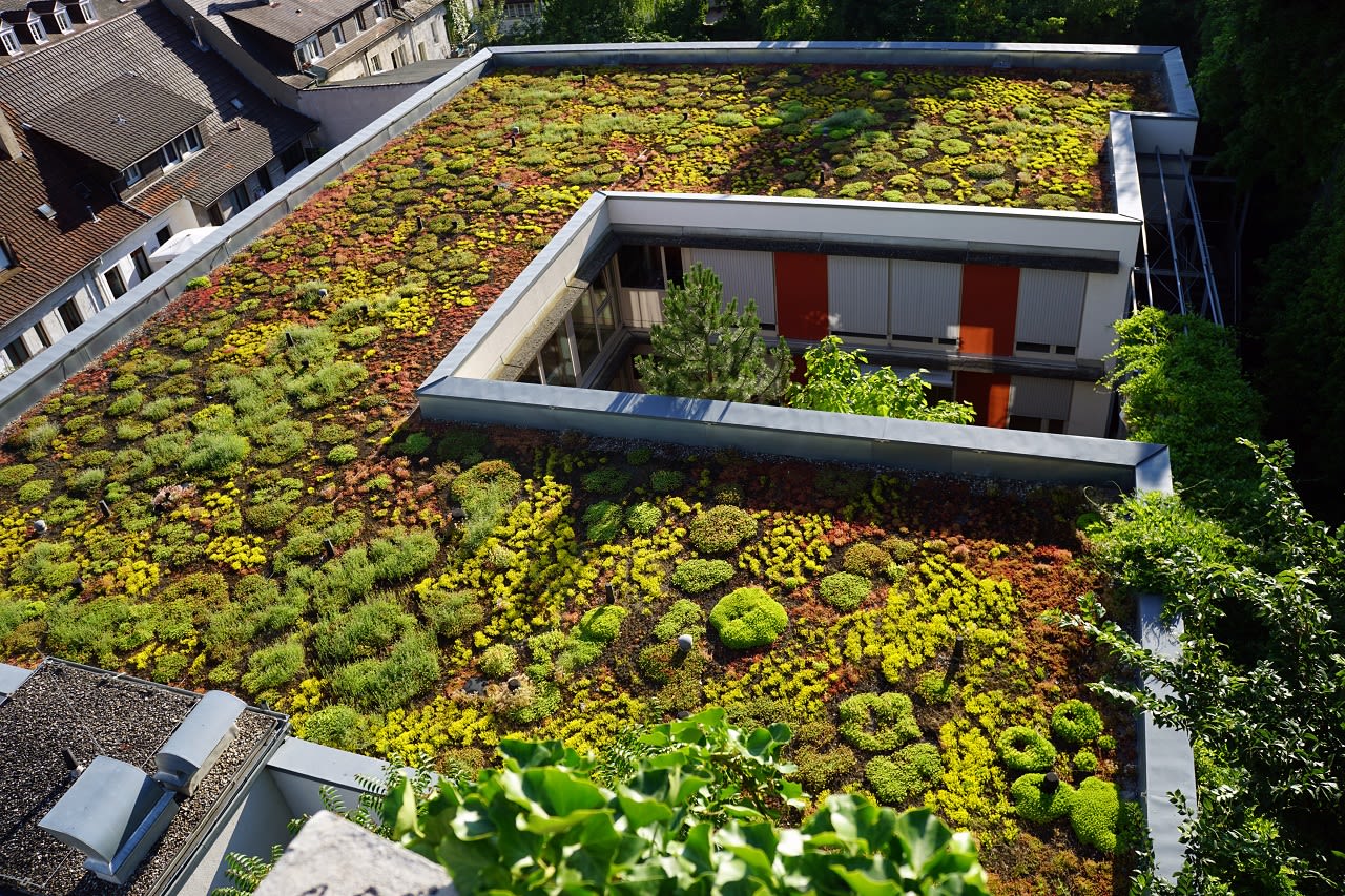 Een groen dak zorgt voor extra verkoeling. Beeld: AS / miss mafalda