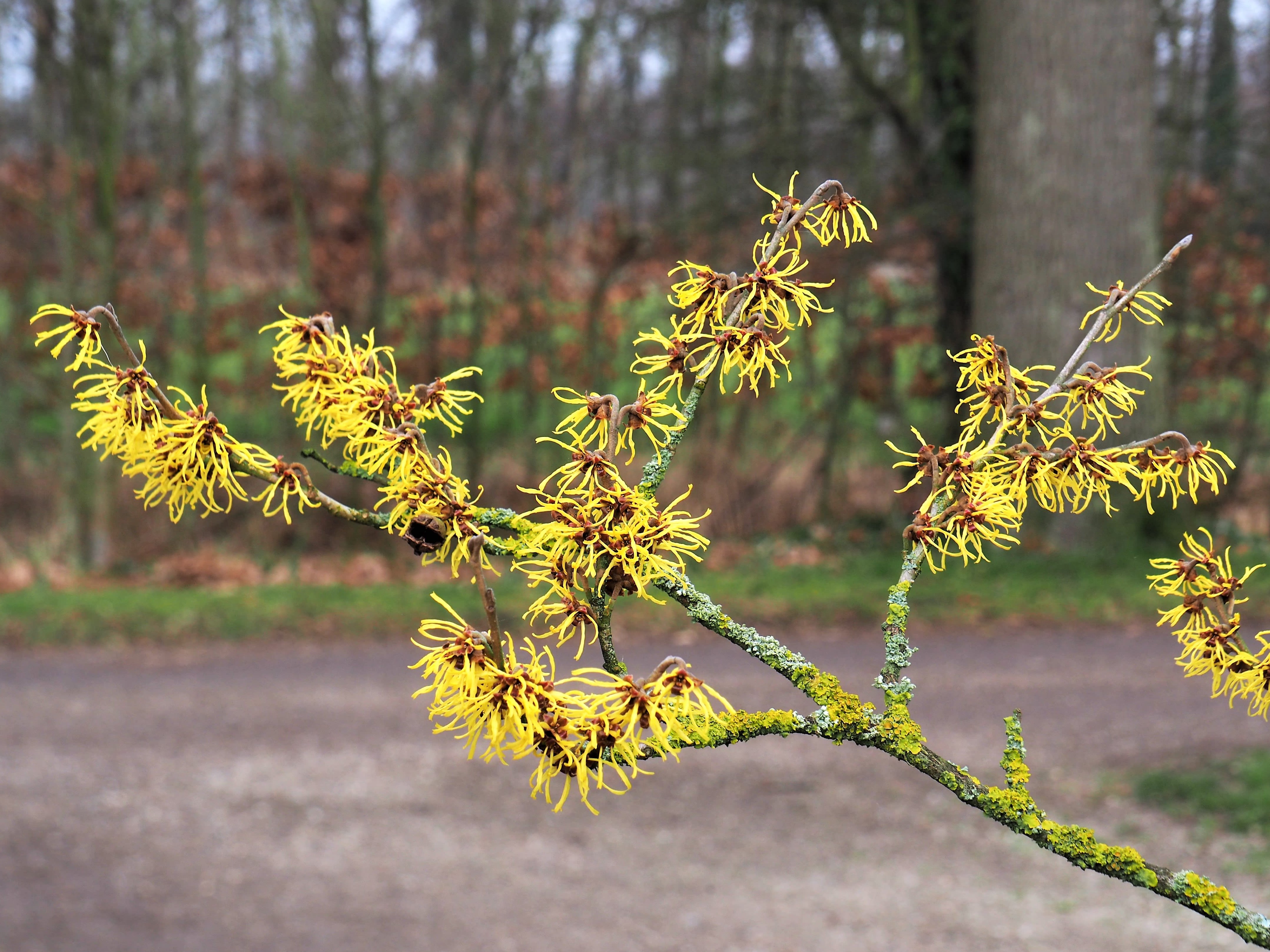 De toverhazelaar heeft kenmerkende geel met rode bloemen. Foto: Nellie Bartels
