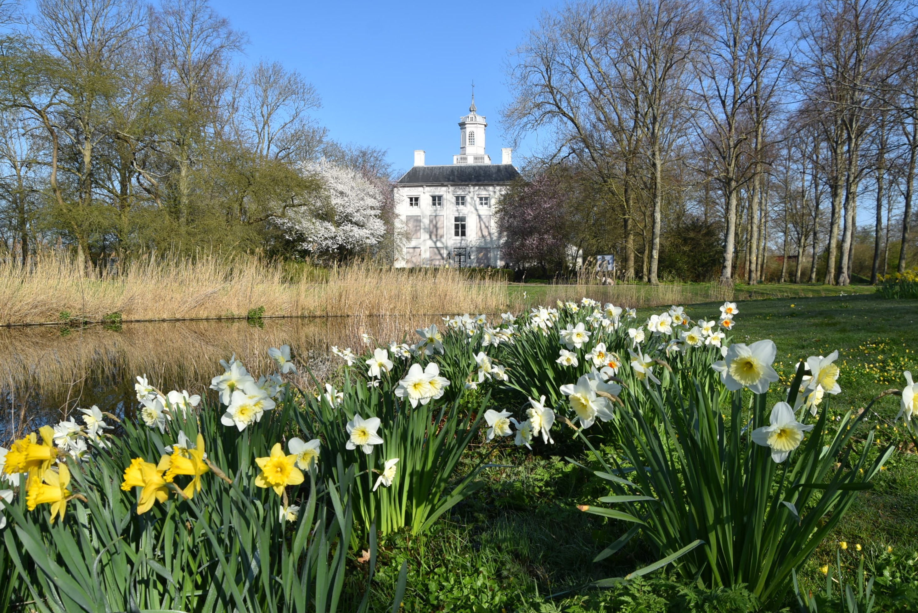 Narcissen in bloei in Middelburg. Foto: Anne-Marie van Iersel