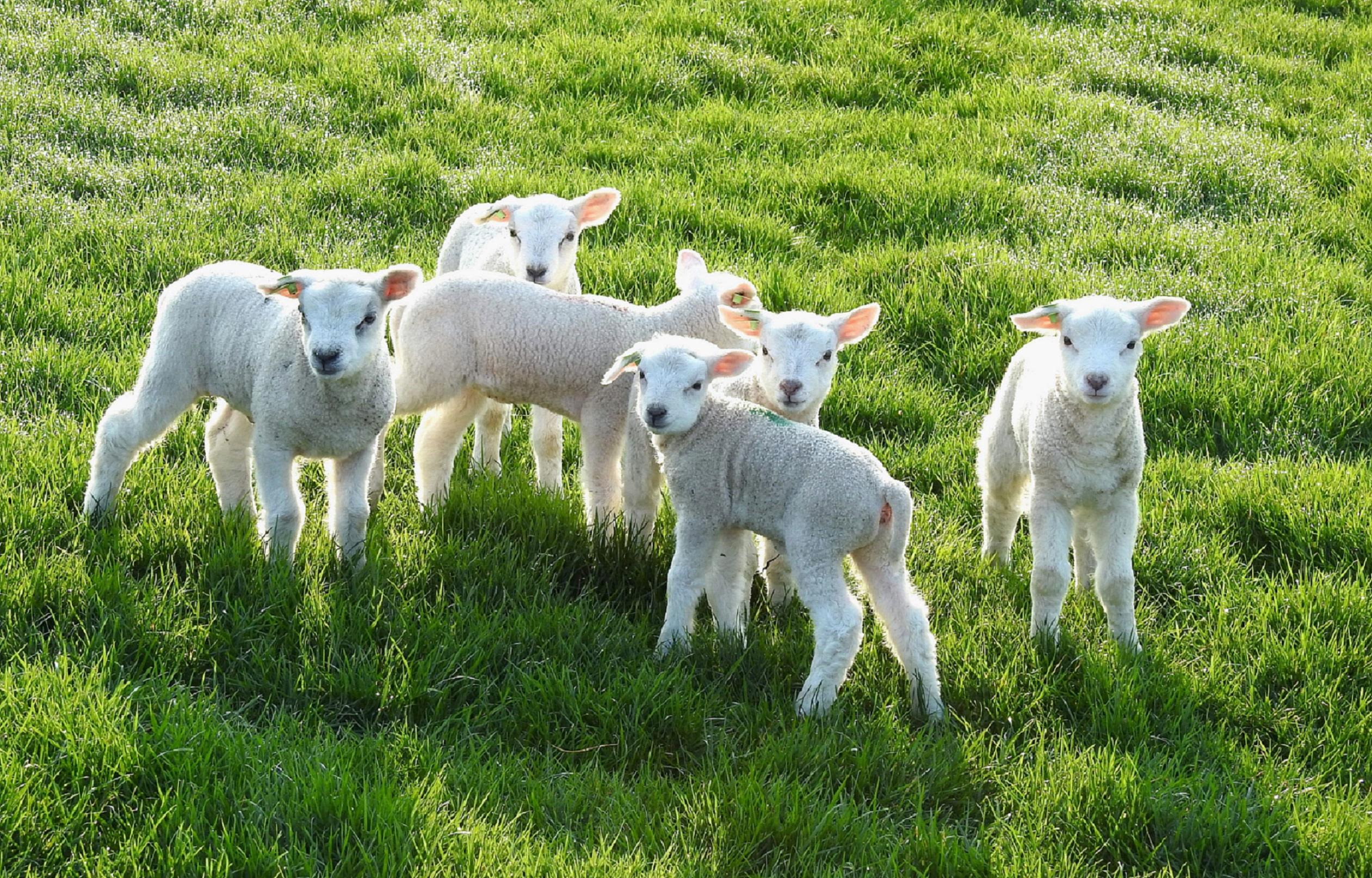 Lammetjes. Foto: Pia Legerstee