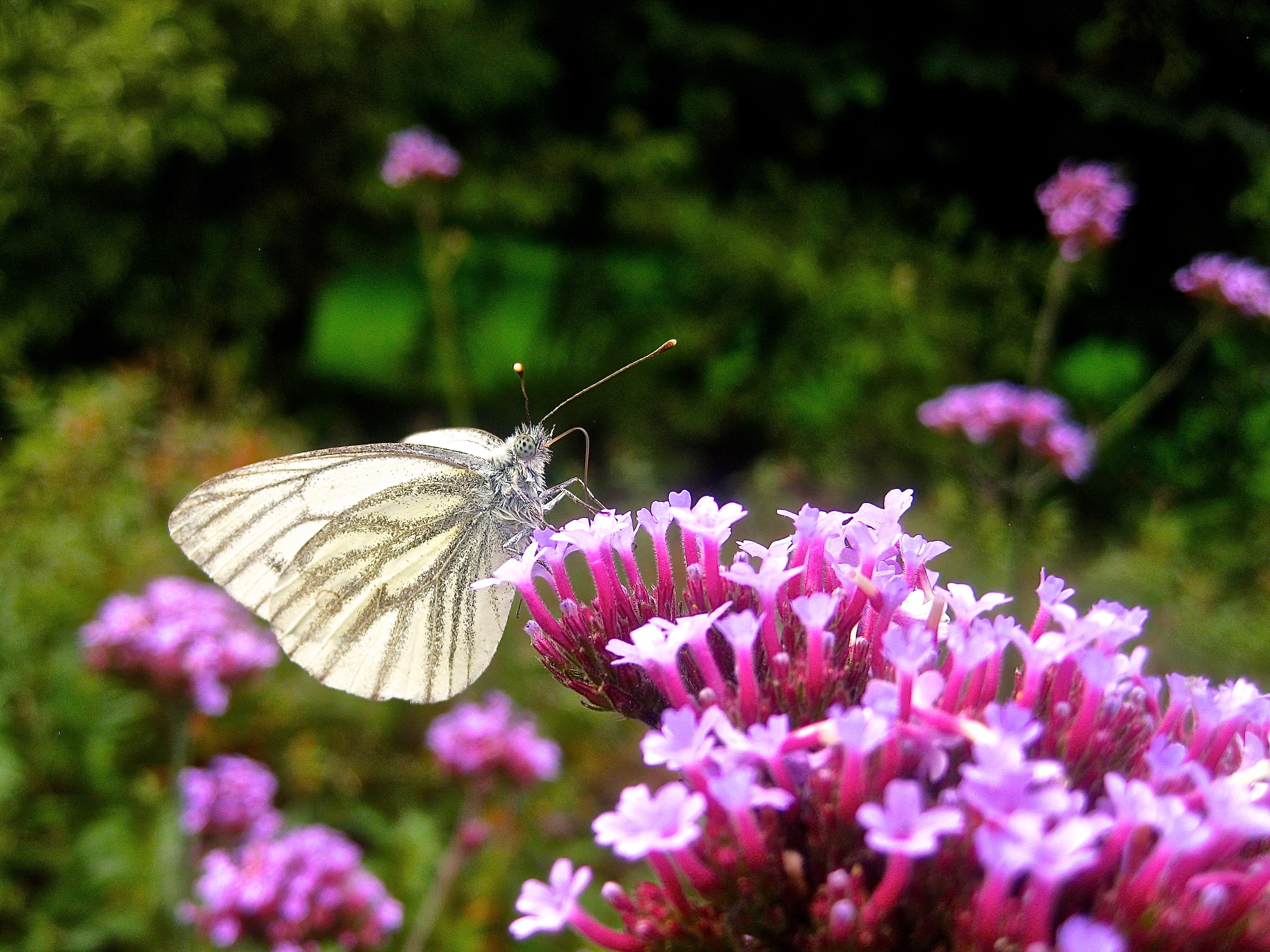 Vlinder op een bloeiende IJzerhard (Verbena) (foto: Elly van Niekerk)