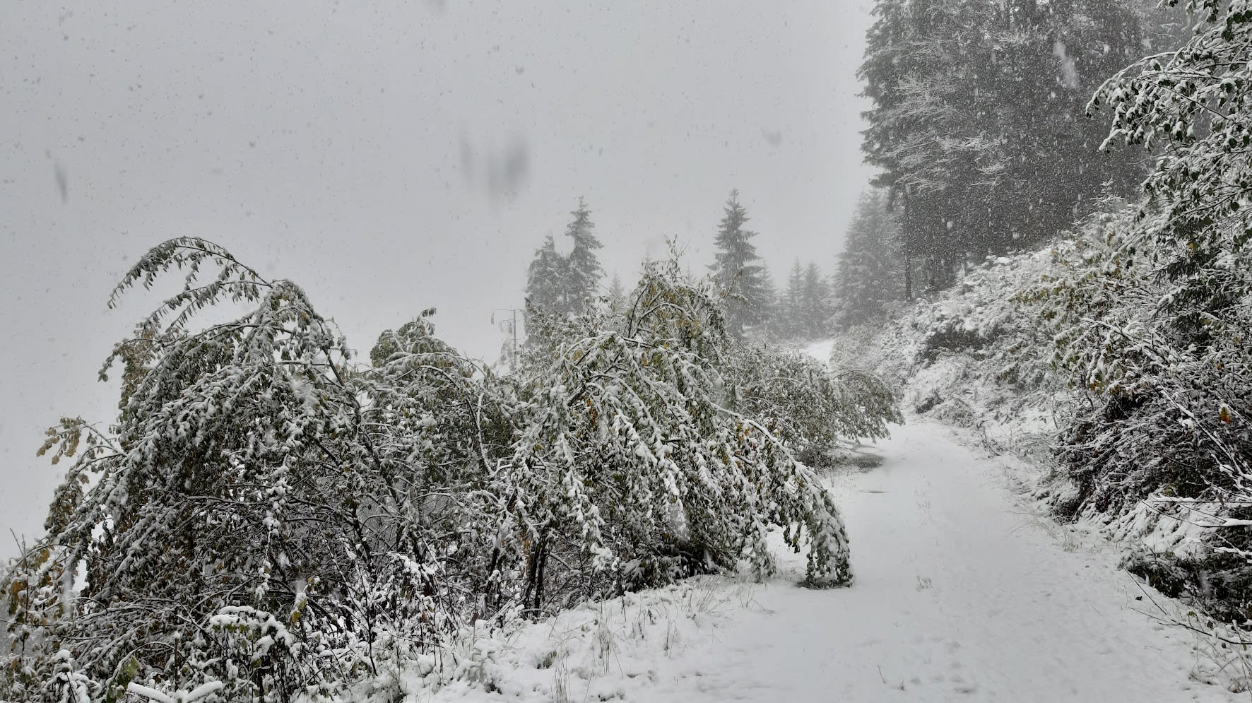 Voor de natuur kan de sneeuw belastend zijn omdat het blad al in de bomen zit (foto: Gees Ritsma)