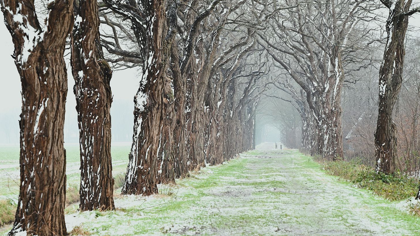 Licht winters landschap op 5 januari. Foto: Alex van den Akker