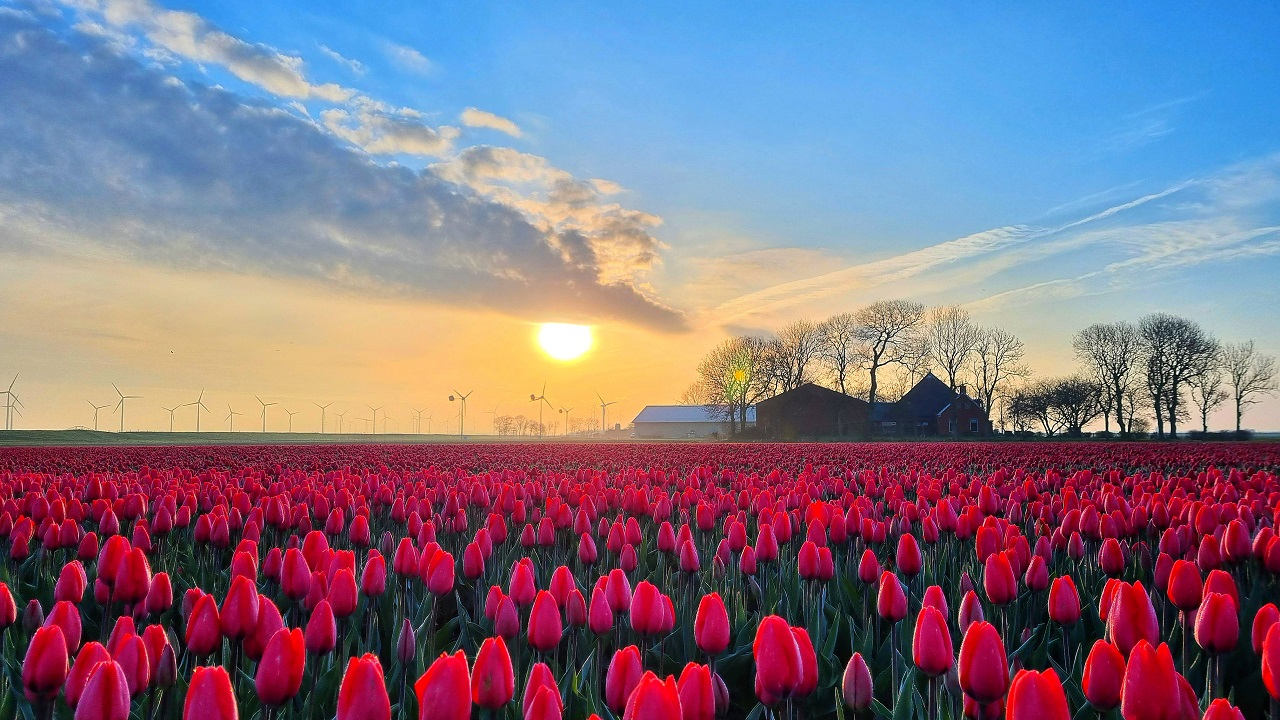 Fraaie zonsopkomst boven de tulpenvelden. Foto: Jannes Wiersema