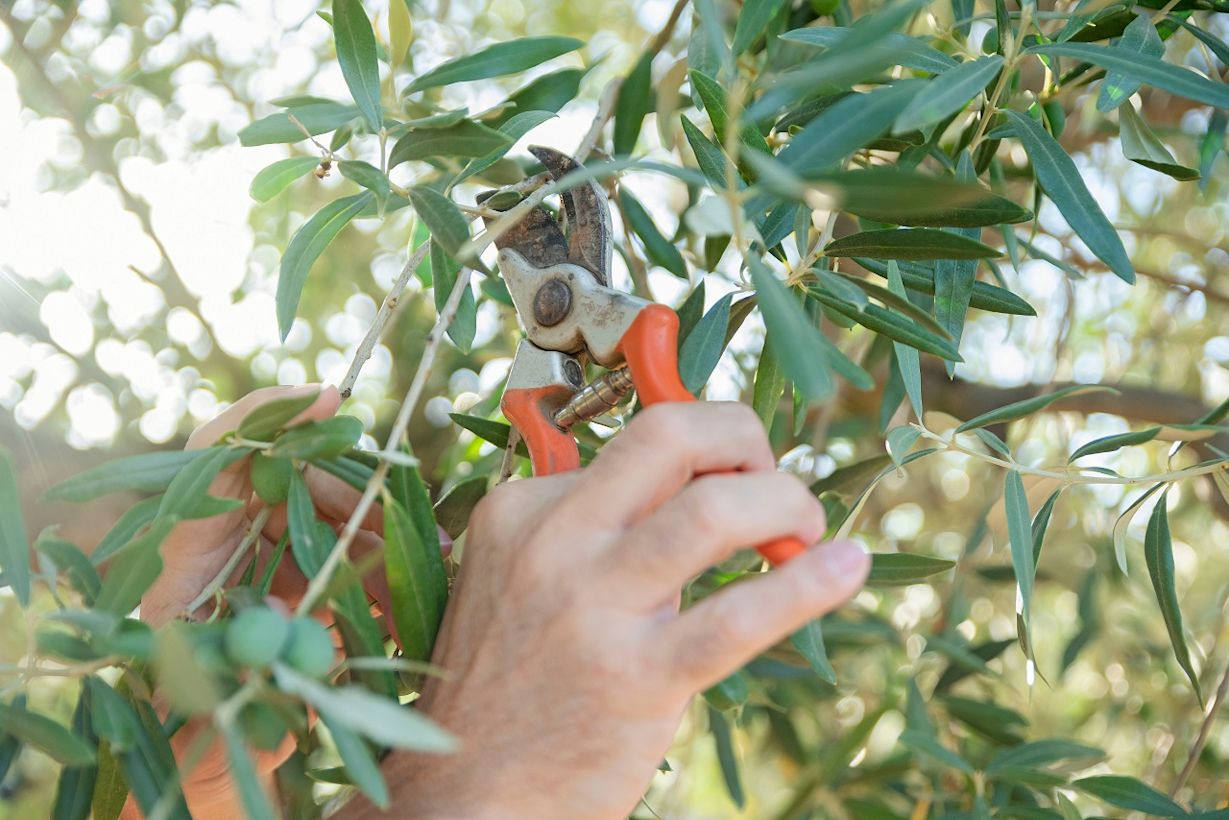 Snoeien is groeien en dat geldt zeker voor de olijf. Foto: Adobe Stock / Renata Hamuda