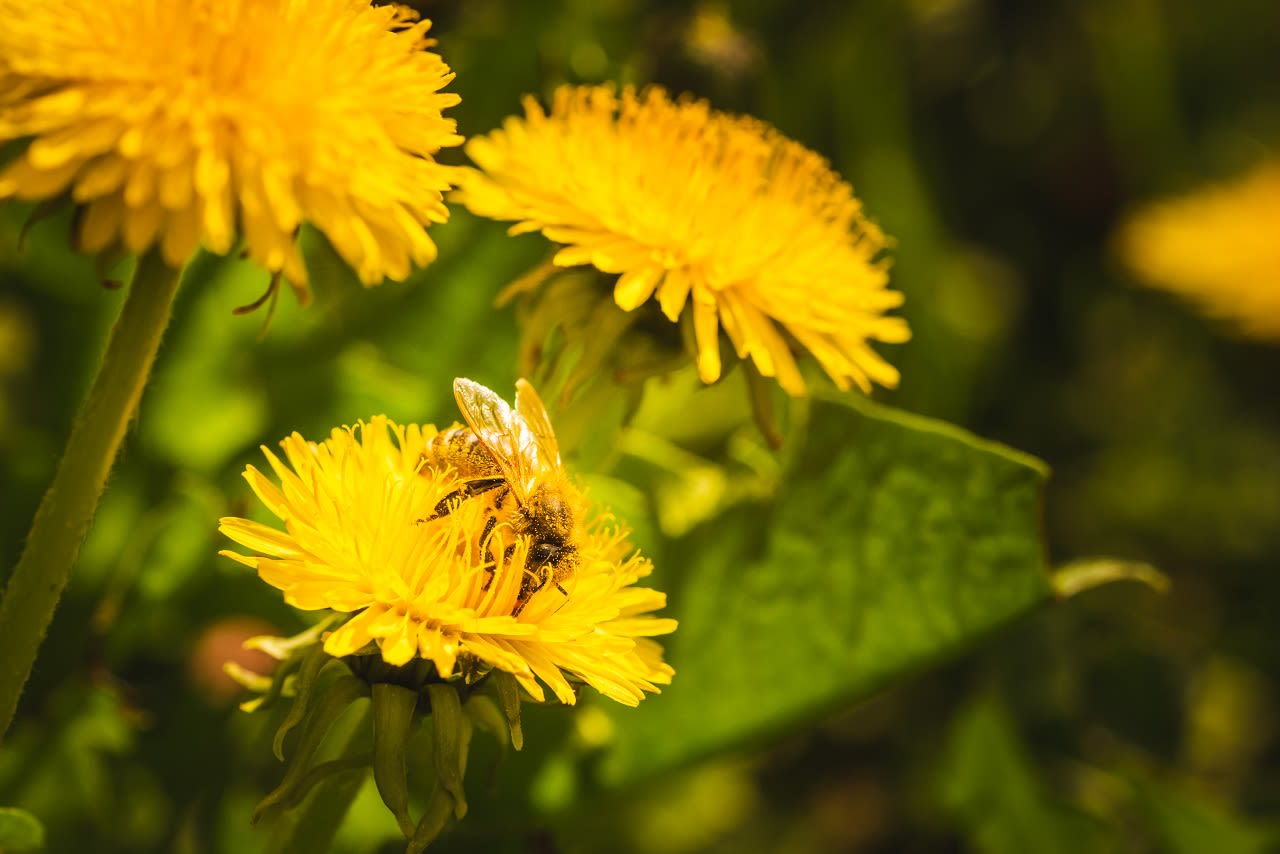 Ook paardenbloemen zijn goed voor bijen. Foto: Adobe Stock / Przemyslaw Iciak