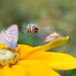 Onrust bij biologen: waar zijn alle insecten?!