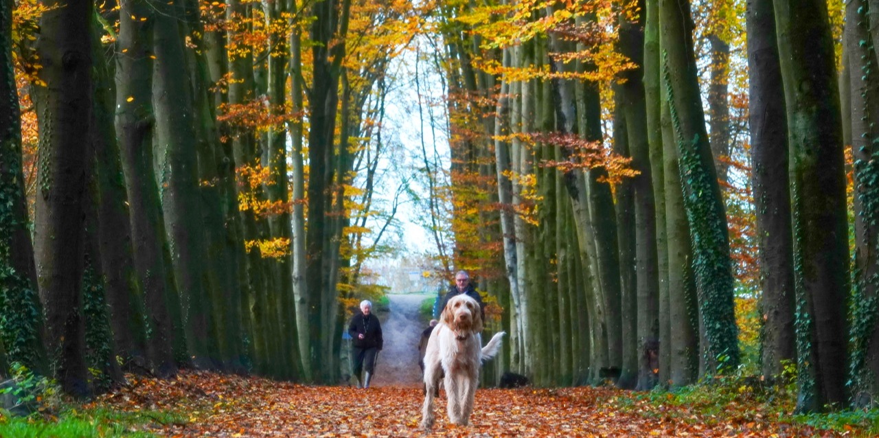 Buiten kom je deze dagen schitterende herfstkleuren tegen. Foto: Fas Vermeulen