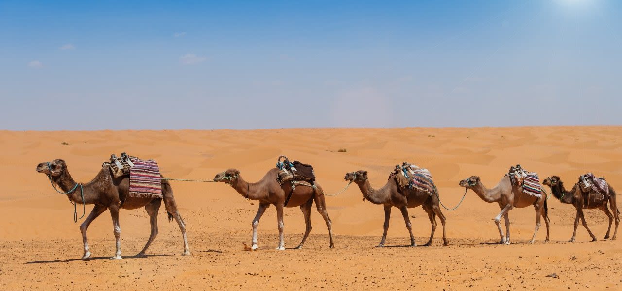 Kamelen-in-droogte-woestijn-Nederland-1280x600
