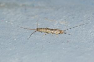 C’est lorsque vous avez des poissons d'argent.