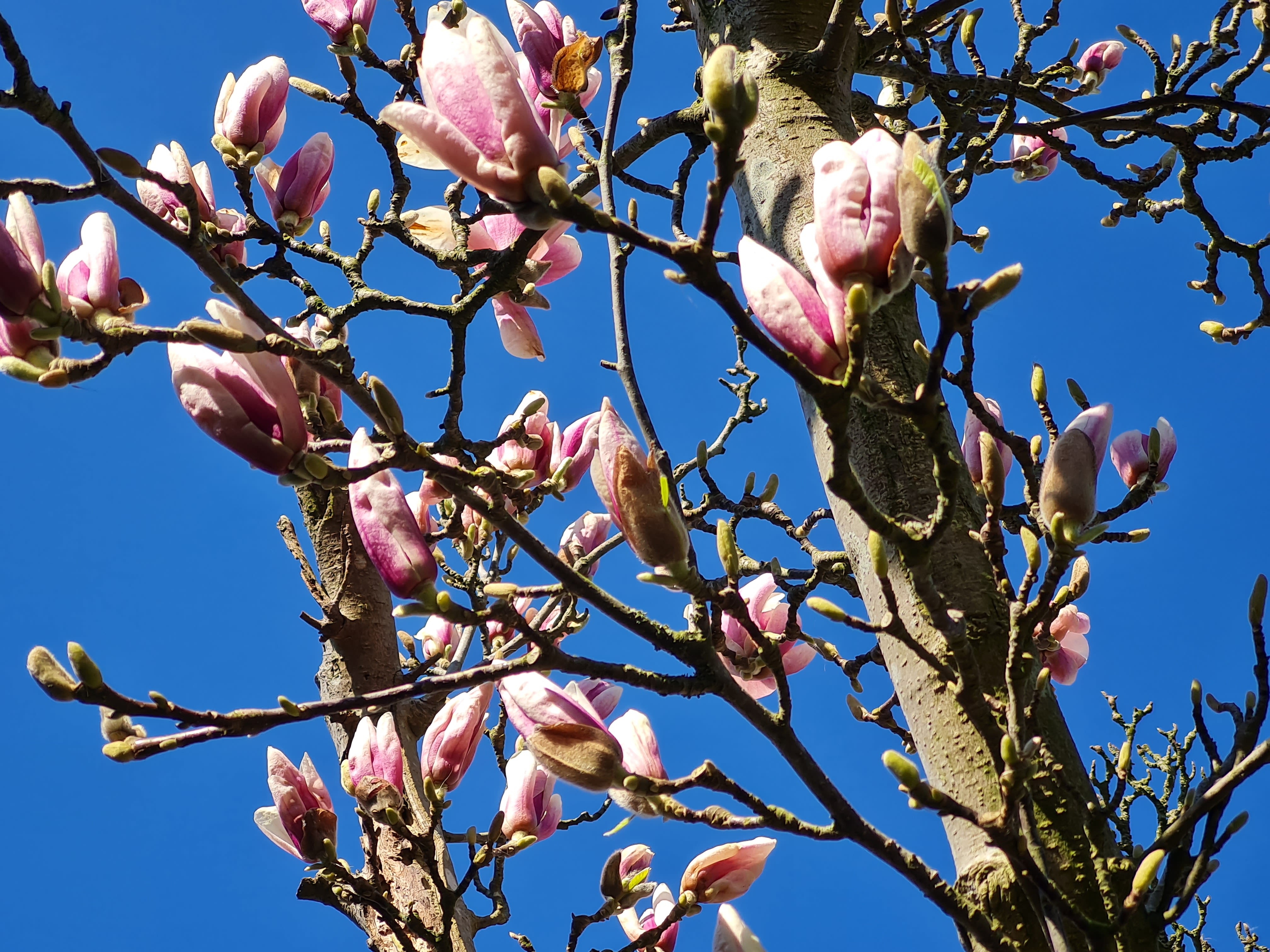 Magnolia
Foto: Marianne de Blauw-Ganzevles