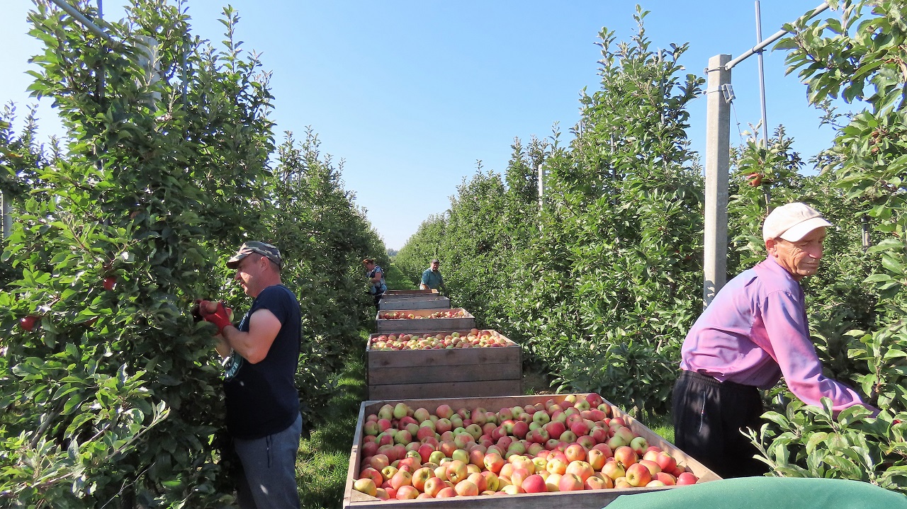 Dit is de invloed van het weer op de sappigheid van fruit