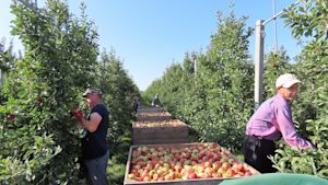 Dit is de invloed van het weer op de sappigheid van fruit