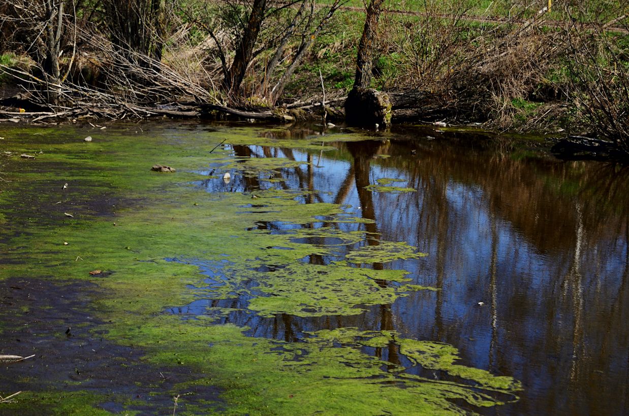 Blauwalg. Foto: Adobe Stock / Svetlana