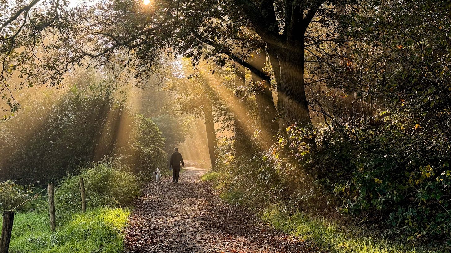 Tijdens zonnige momenten is het heerlijk om door het bos te wandelen. Foto: Burry van den Brink