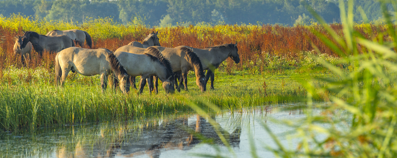 Oostvaardersplassen