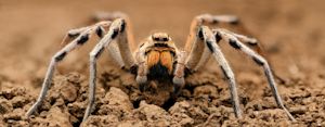 Dit is waarom september de spinnenmaand is