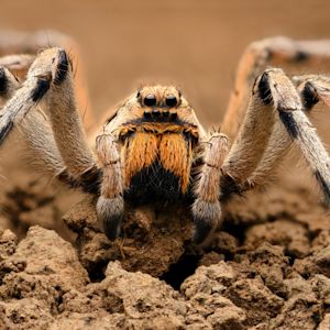 Dit is waarom september de spinnenmaand is