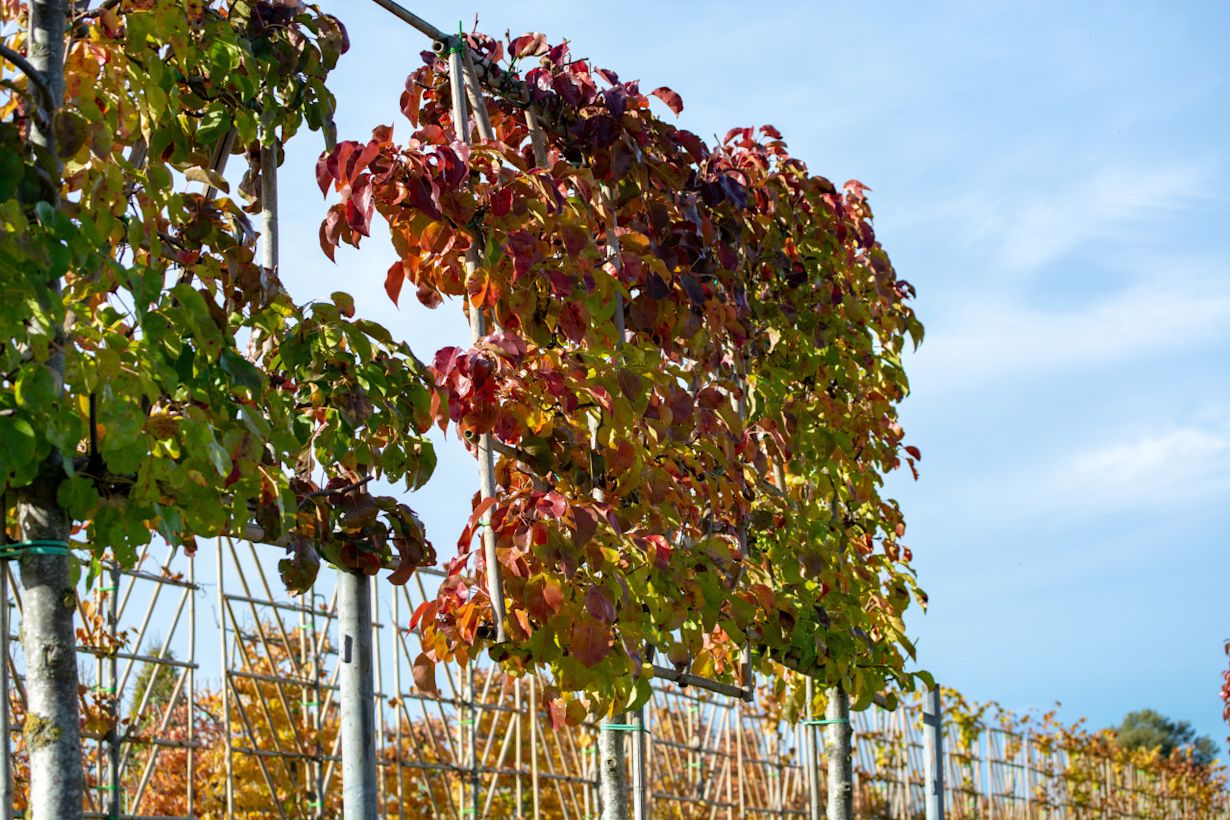 De herfstkleuren zijn goed te zien. Pas als het blad gevallen is kun je gaan snoeien. Foto: Adobe Stock / barmalini