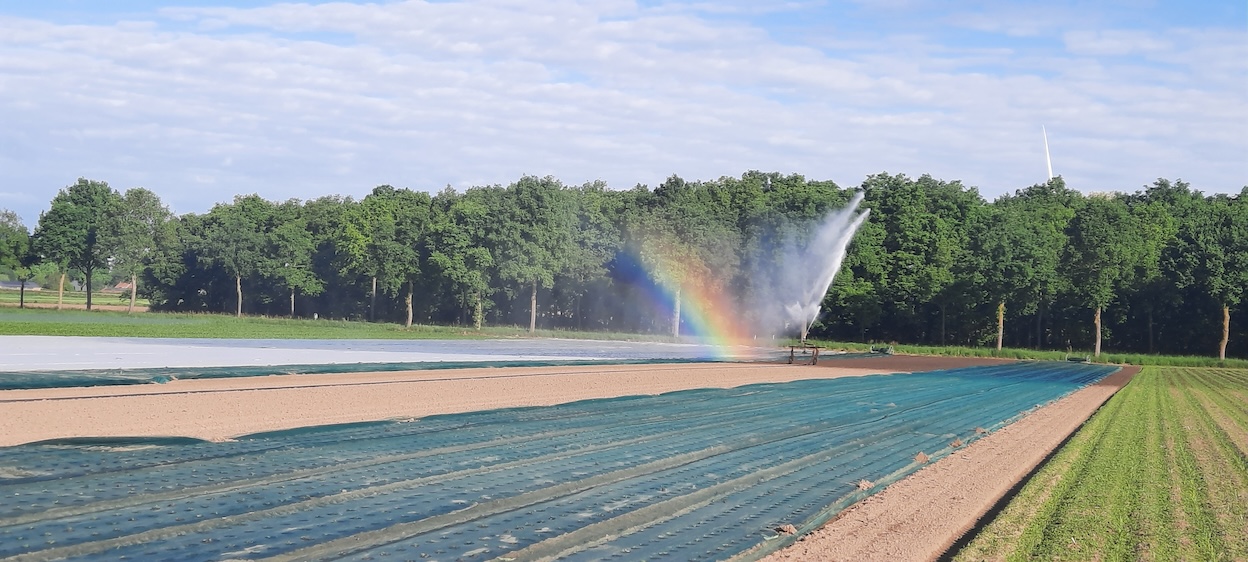 Droogte neemt weer toe door heet en zonnig zomerweer