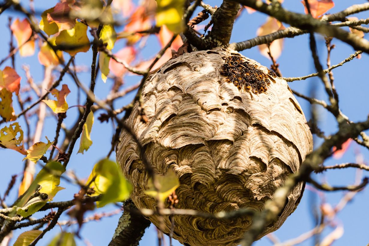Een wespennest. Foto: Adobe Stock / YVO-Photos