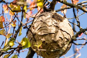 Dit zijn de meest gevaarlijke insecten van Nederland