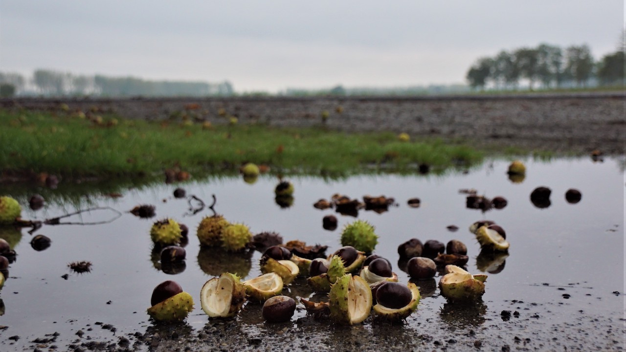Veel wind, regenplassen en kastanjes maken het herfstachtige plaatje compleet. Foto: Piet Grim.