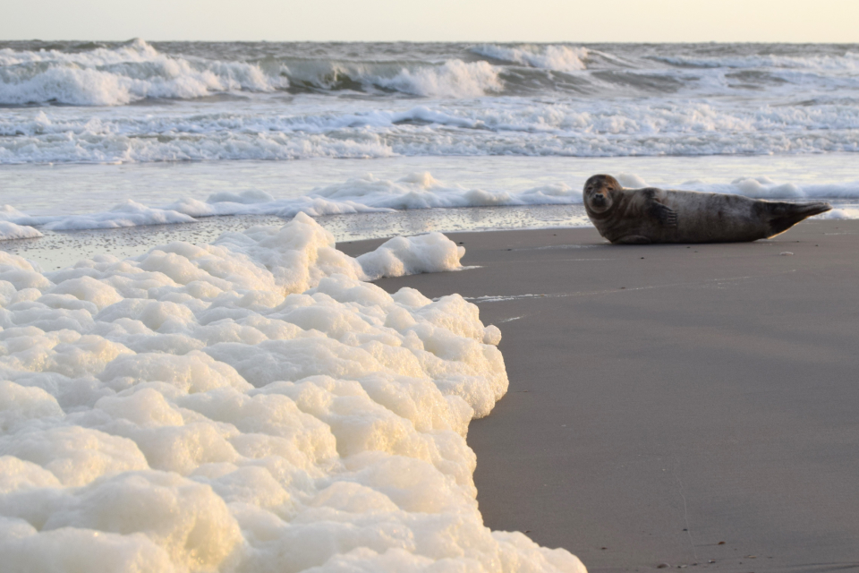 Zeeschuim aan de kust: hoe ontstaat het en waarom moet je voorzichtig zijn?