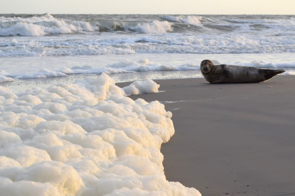 Zeeschuim kan best gevaarlijk zijn! Foto: Hanneke Lucasse