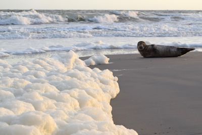 Zeeschuim aan de kust: hoe ontstaat het en waarom moet je voorzichtig zijn?