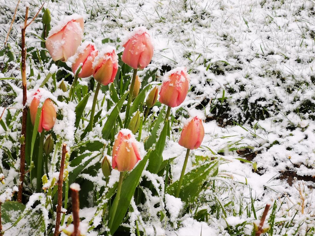 Sneeuw in april. Foto: Riet Franssen