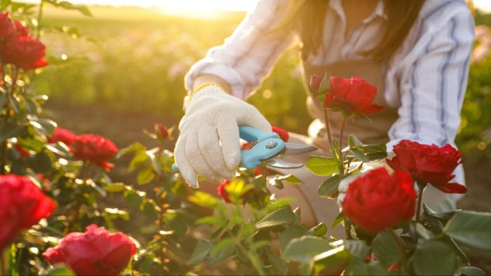 Snoeiadvies: wanneer moet je rozen snoeien?
