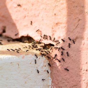 Tips om het draaigatje buiten de deur te houden